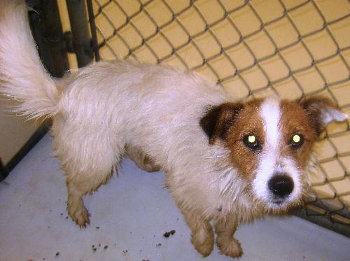 Enlarge TRUMAN -URGENT FOSTER NEEDED, a Adopted Cairn Terrier in Franklin, TN image 2/2