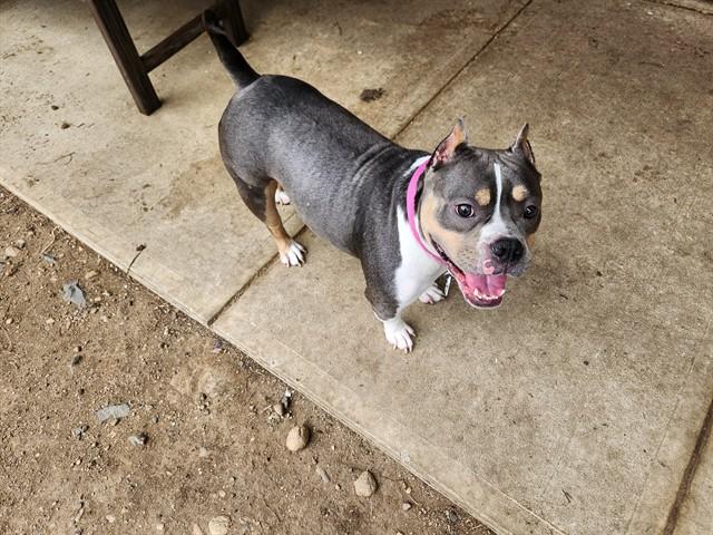 Enlarge ROCKY, a Adoptable mixed breed in Springfield, MA image 1/1