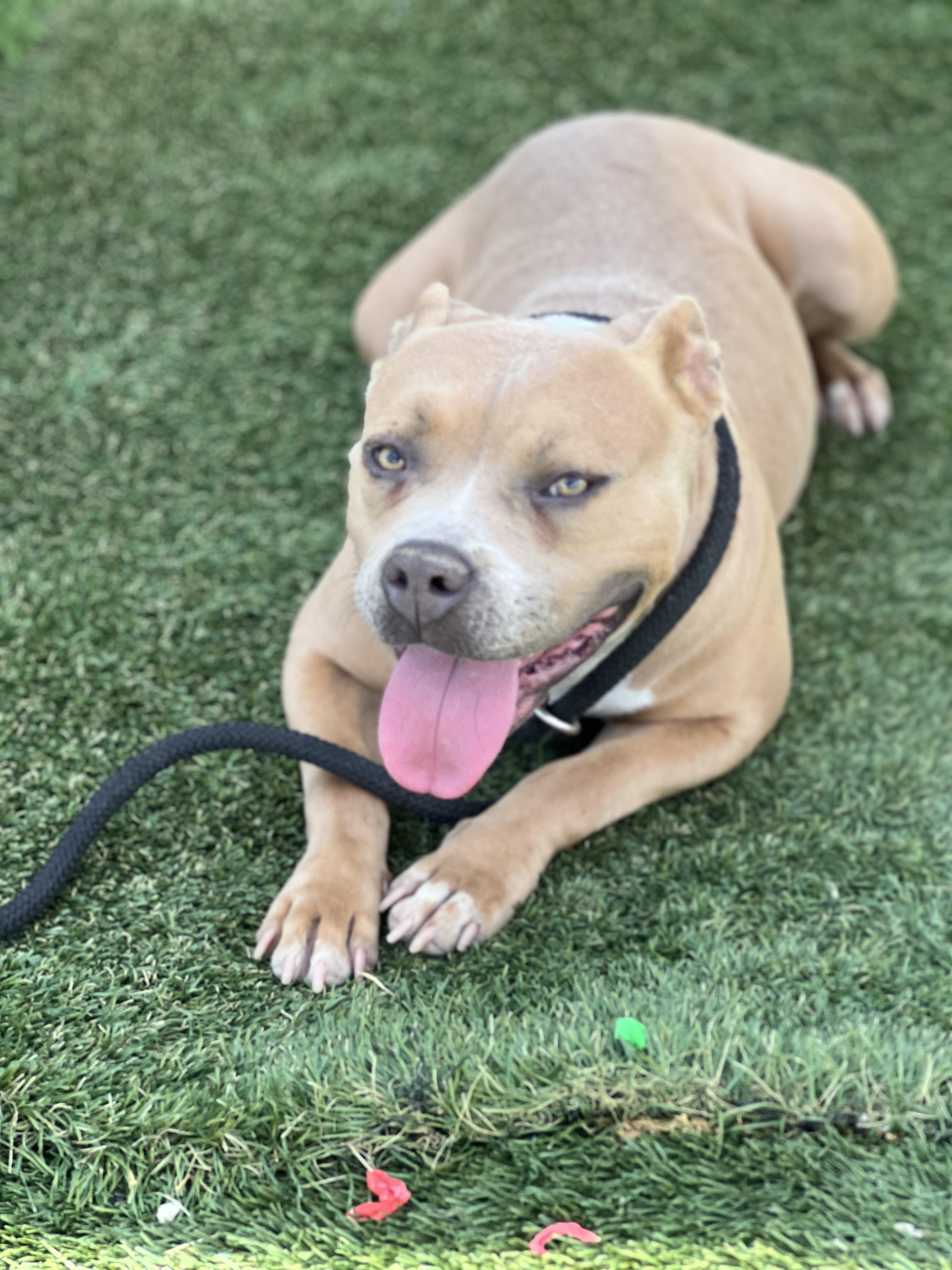 Enlarge Kyra, a Adoptable mixed breed in Huntington Beach, CA image 5/6