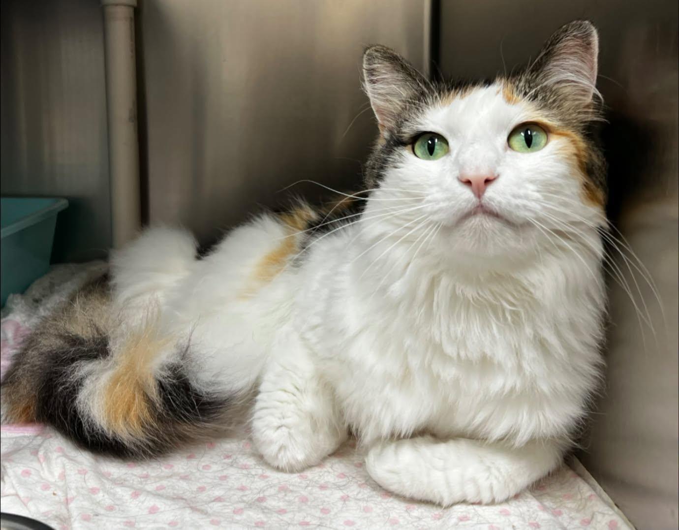 Lexi, ADOPTABLE, Adult Female Domestic Long Hair.