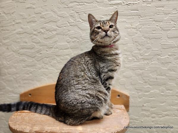 Octavia — thumbnail 2