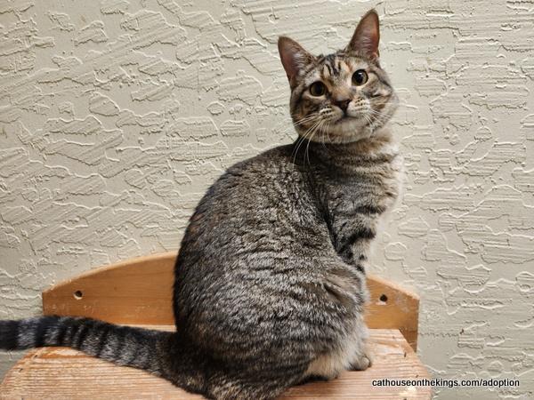 Octavia — thumbnail 4