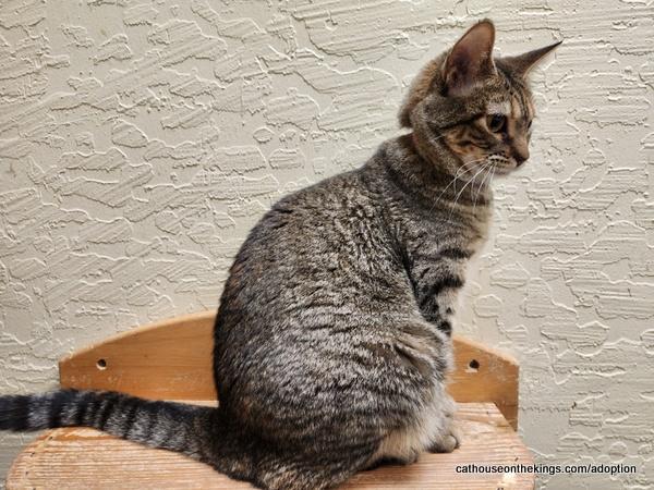 Octavia — thumbnail 5