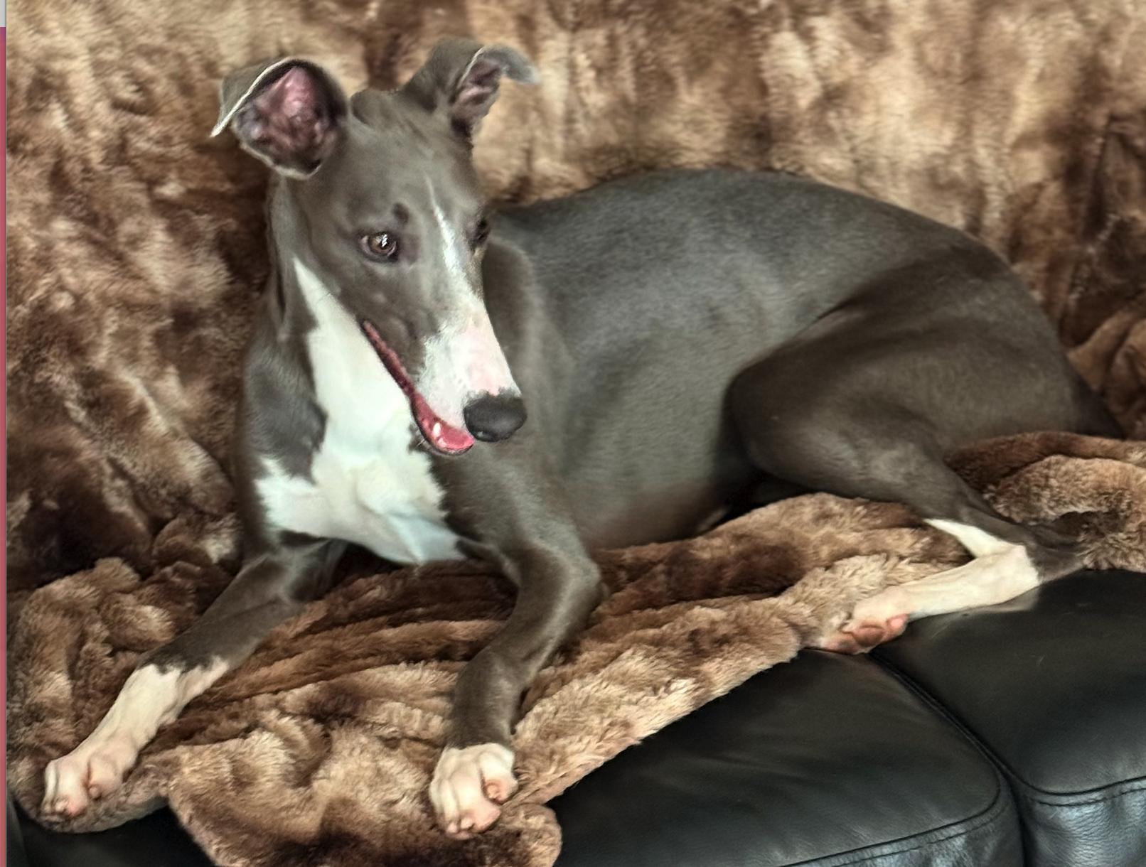 Shark, Adopted, Young Male Whippet.
