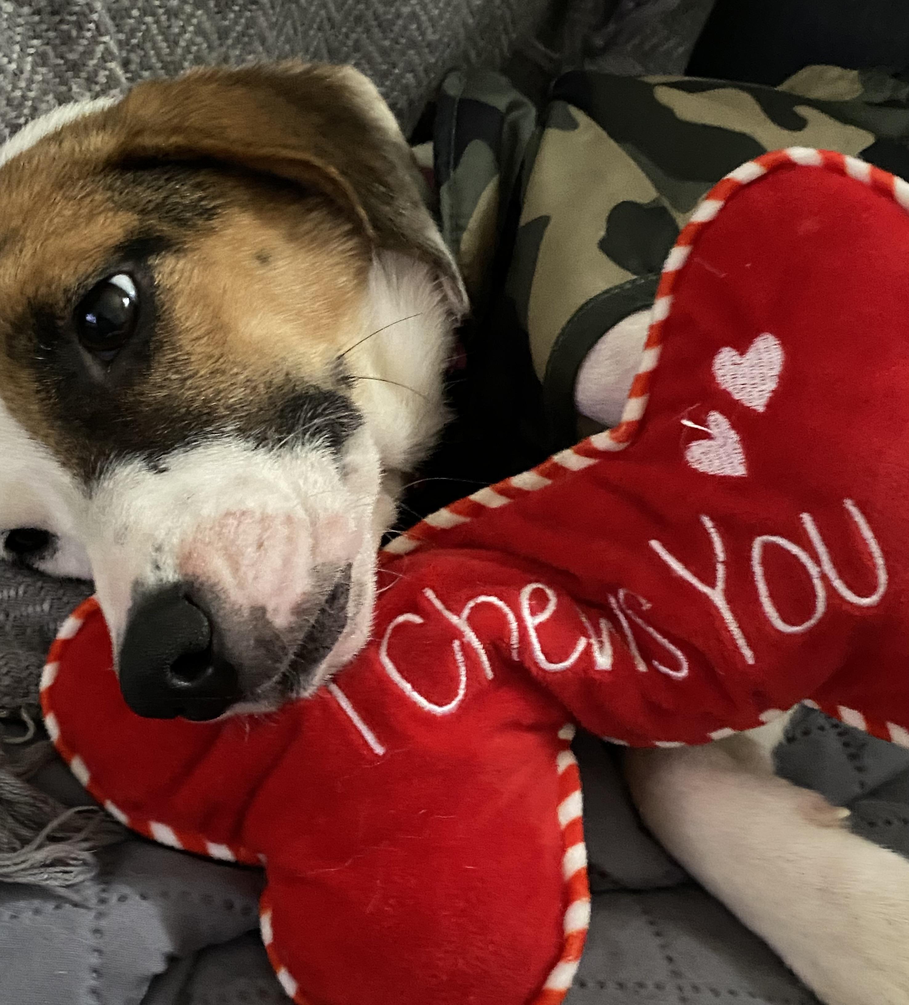 LOLITA - 10mths, Adoptable, Young Female Jack Russell Terrier.