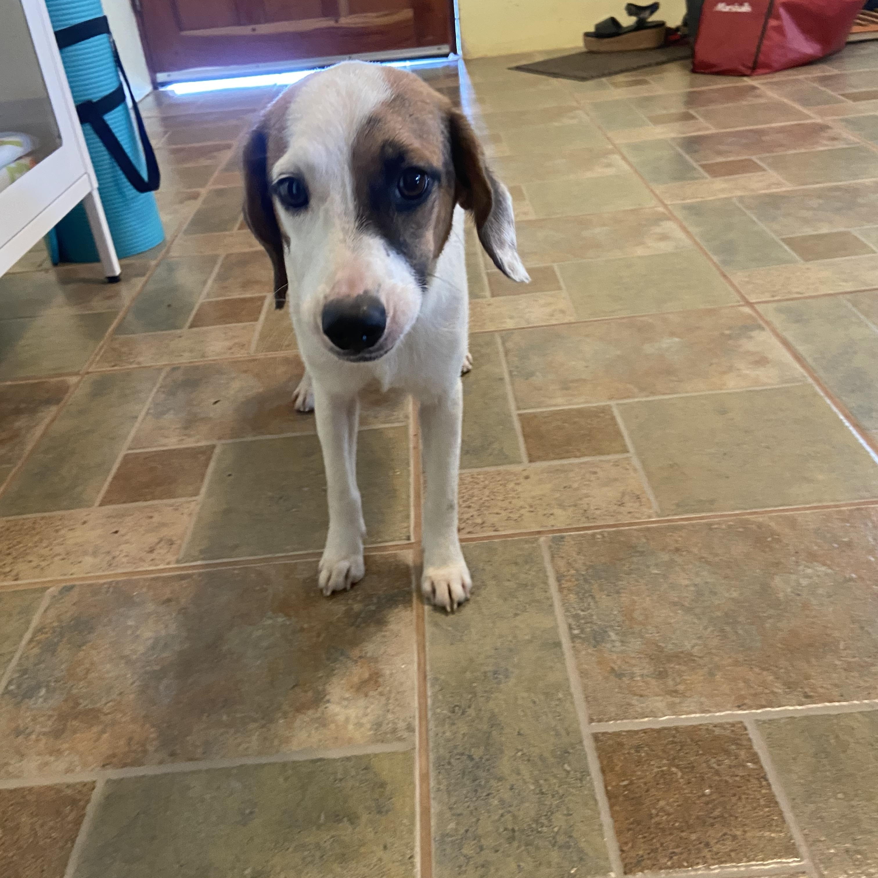 LOLITA - 10mths, a Adoptable mixed breed in North York, ON image 4/6