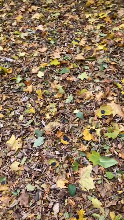 Enlarge LOLITA - 10mths, a Adoptable mixed breed in North York, ON video 6/6