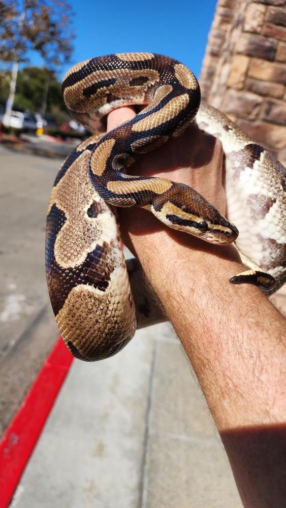 Enlarge Valentino #12486, a Adopted Ball Python in Vista, CA image 3/4
