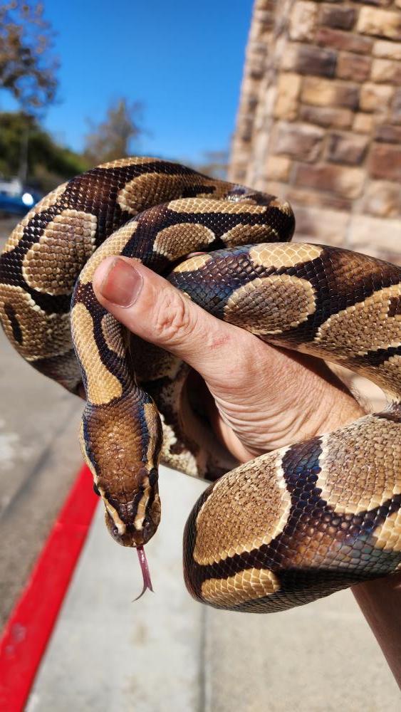 Valentino #12486, Adopted, Adult Unknown Ball Python.
