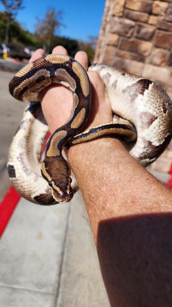 Enlarge Valentino #12486, a Adopted Ball Python in Vista, CA image 2/4