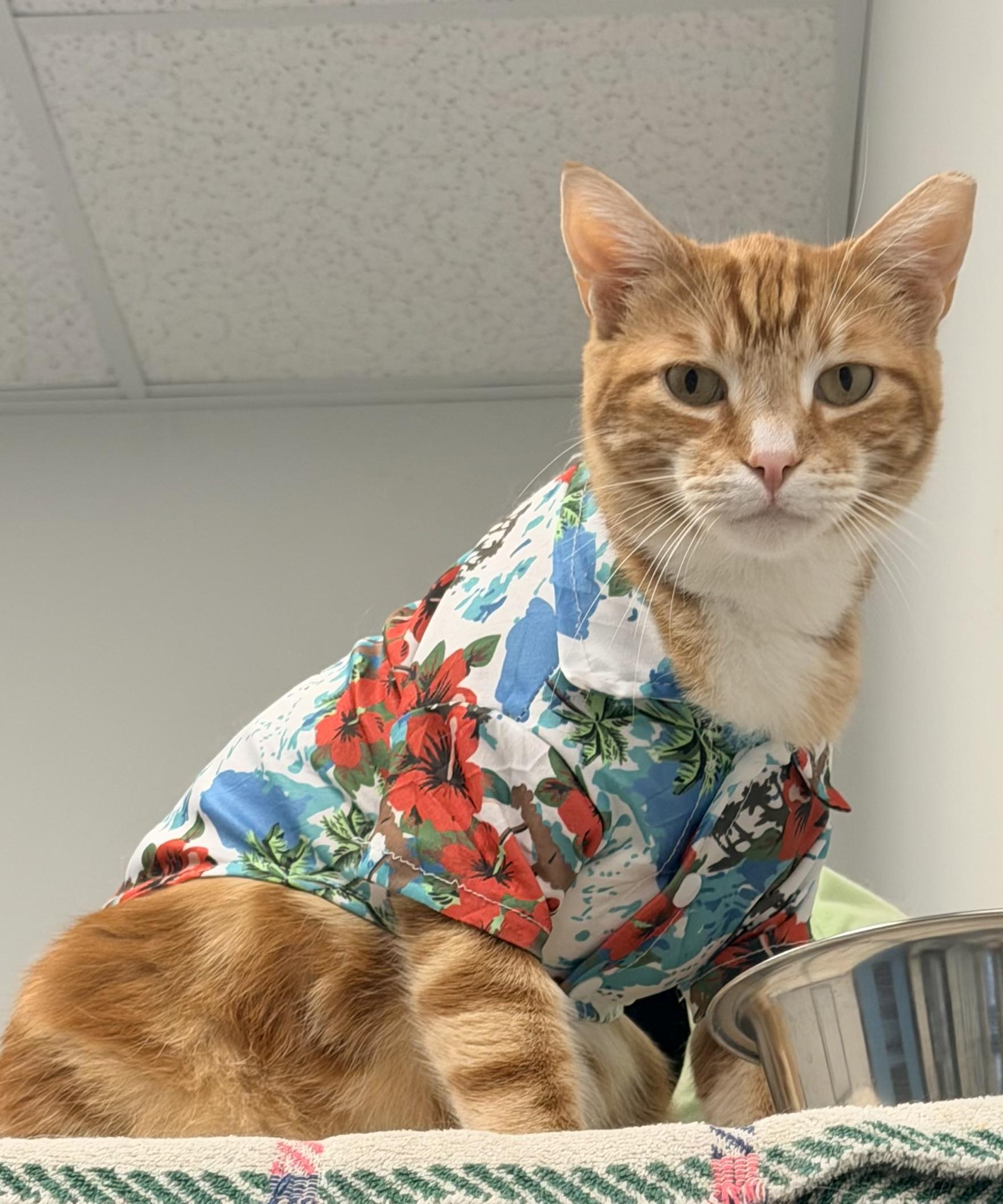 Enlarge Kelly, a ADOPTABLE Domestic Short Hair in Cathedral City, CA image 2/5