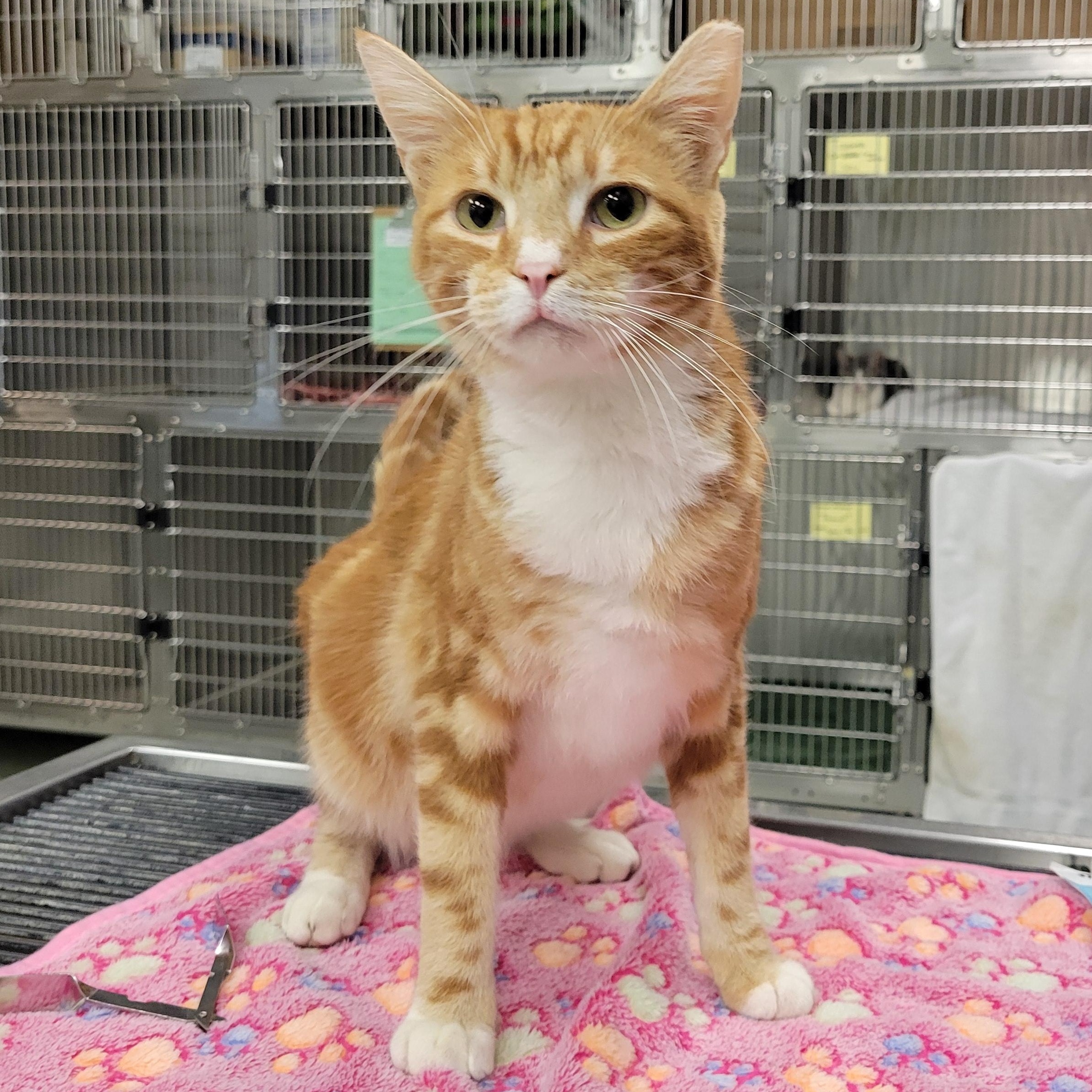 Kelly, ADOPTABLE, Young Male Tabby.