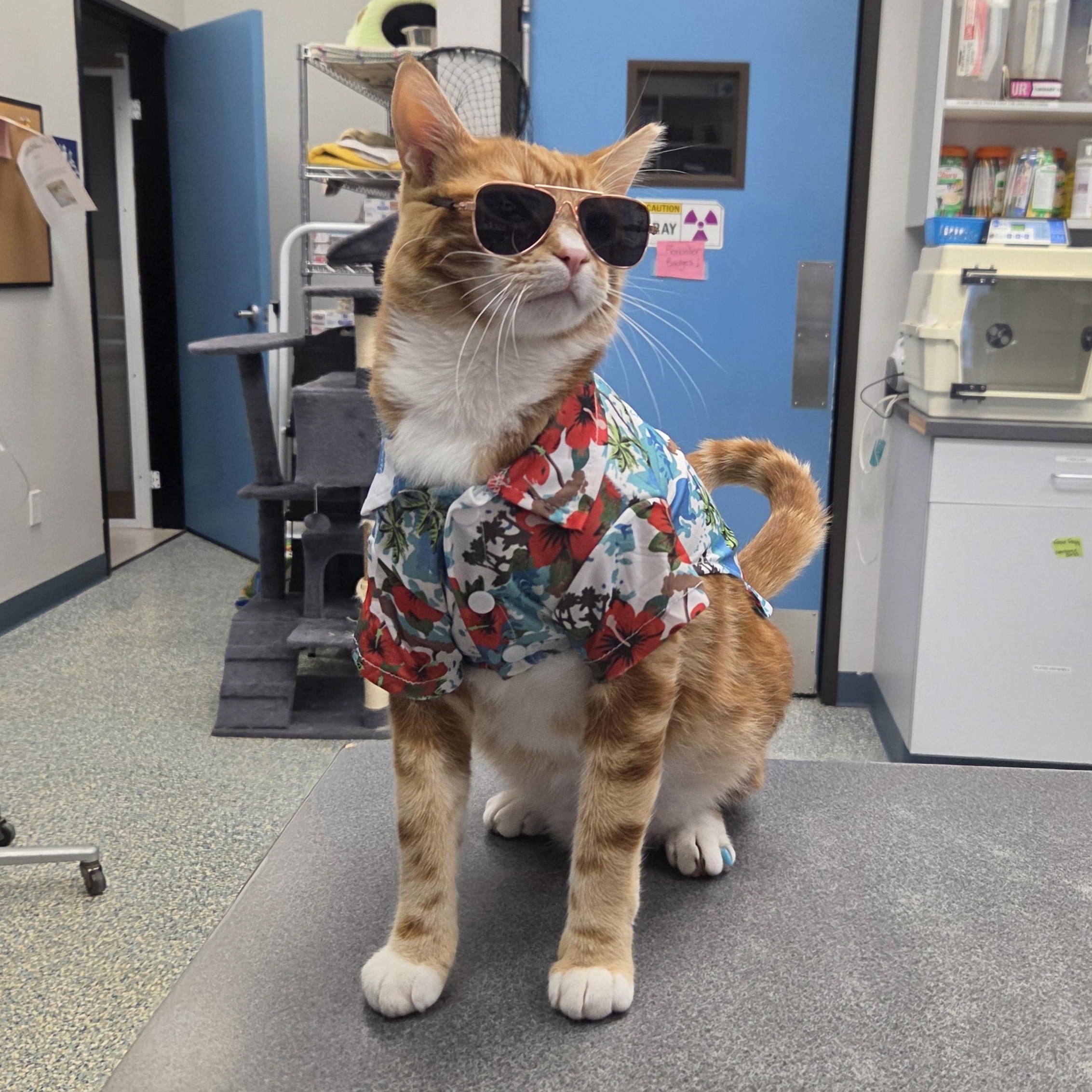 Kelly, ADOPTABLE, Young Male Domestic Short Hair.