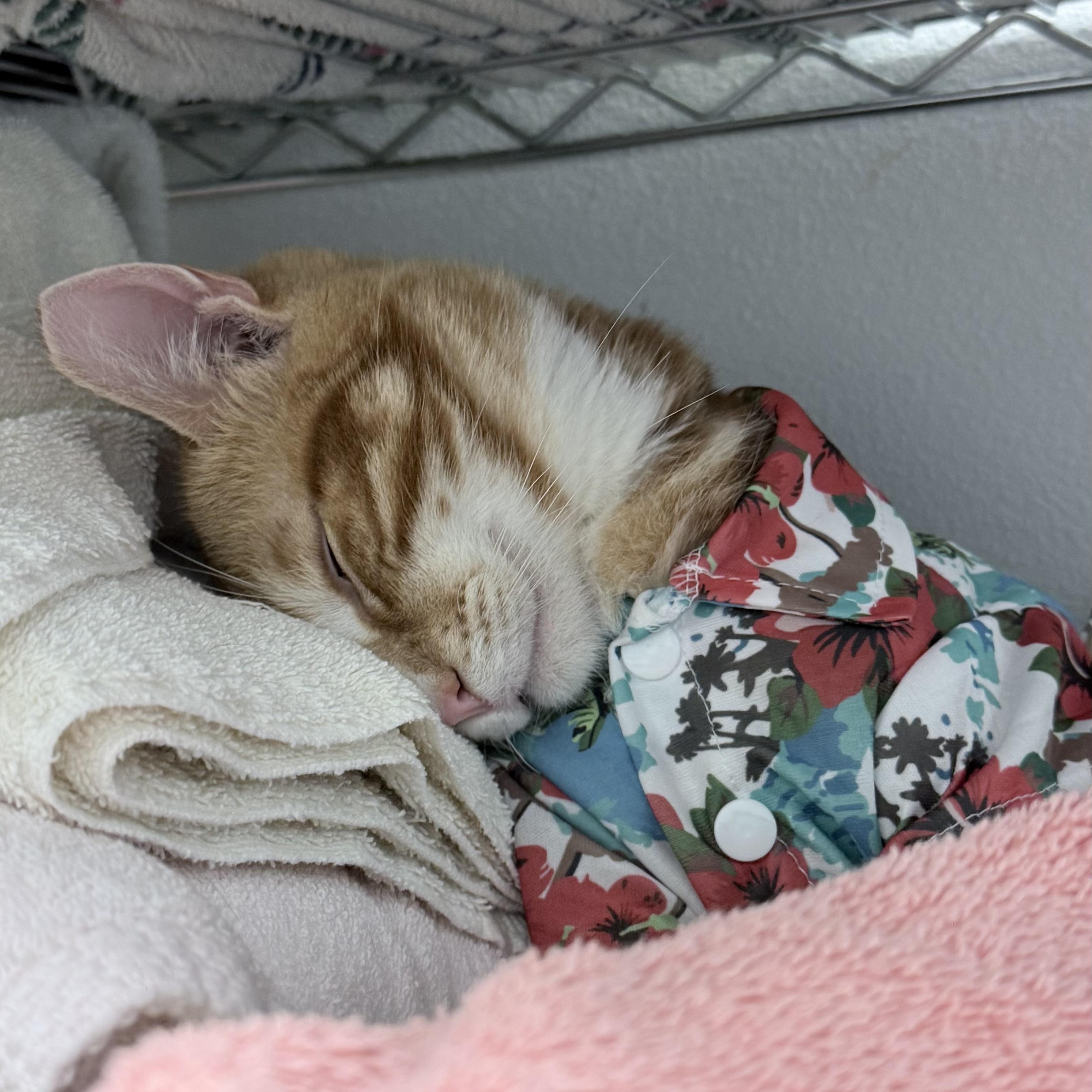 Enlarge Kelly, a ADOPTABLE Domestic Short Hair in Cathedral City, CA image 4/5