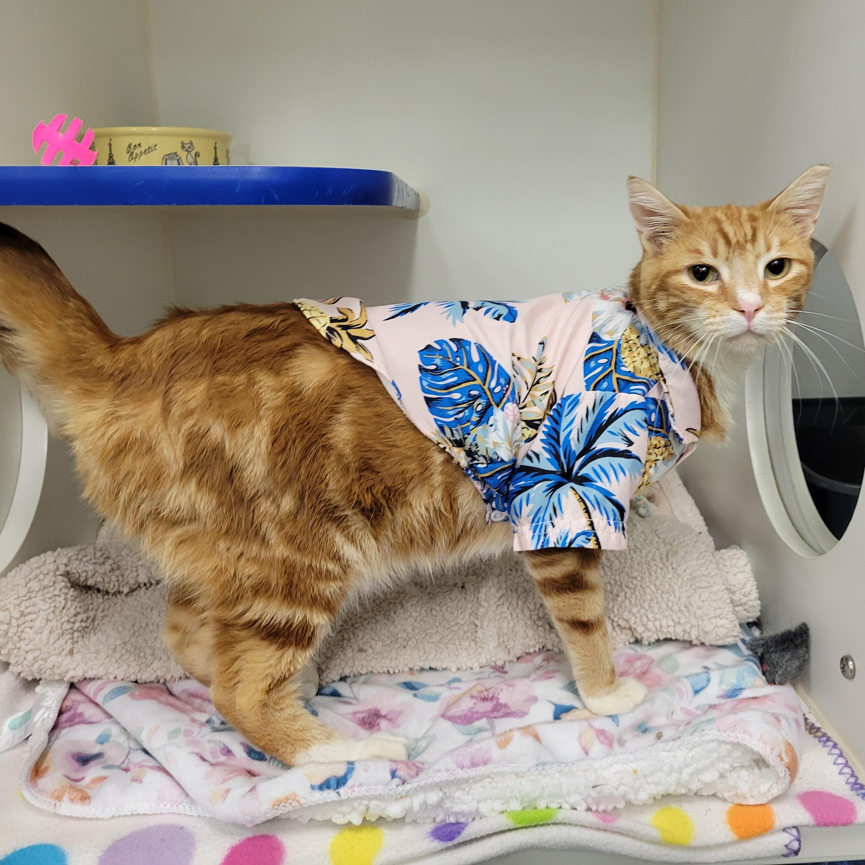 Kelly, ADOPTABLE, Young Male Tabby.