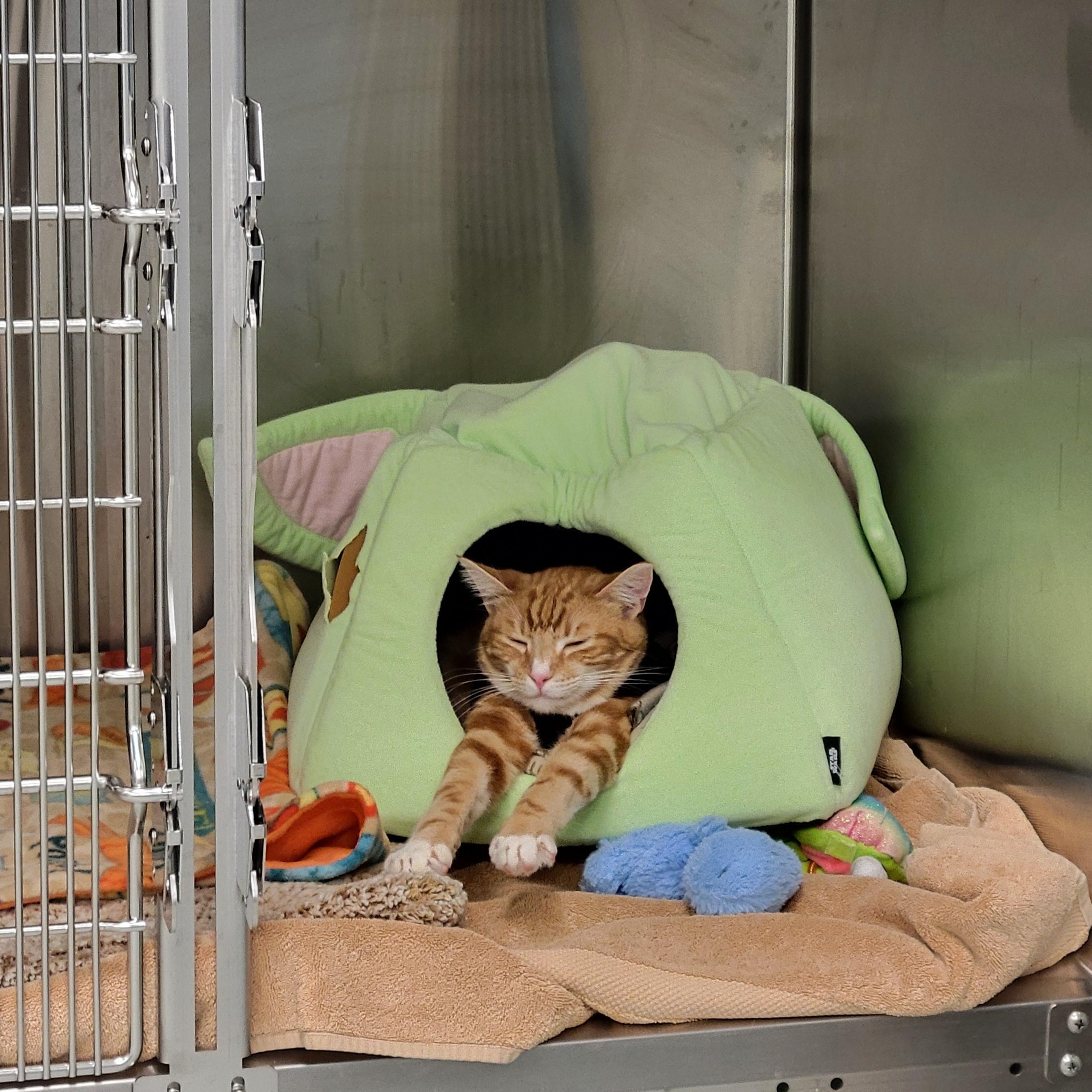 Enlarge Kelly, a ADOPTABLE Tabby in Cathedral City, CA image 2/2