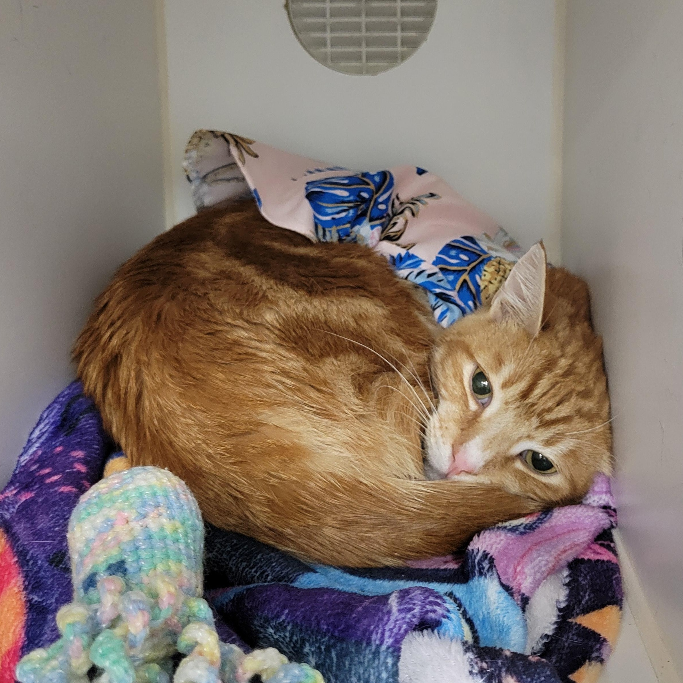 Enlarge Kelly, a ADOPTABLE Tabby in Cathedral City, CA image 2/2