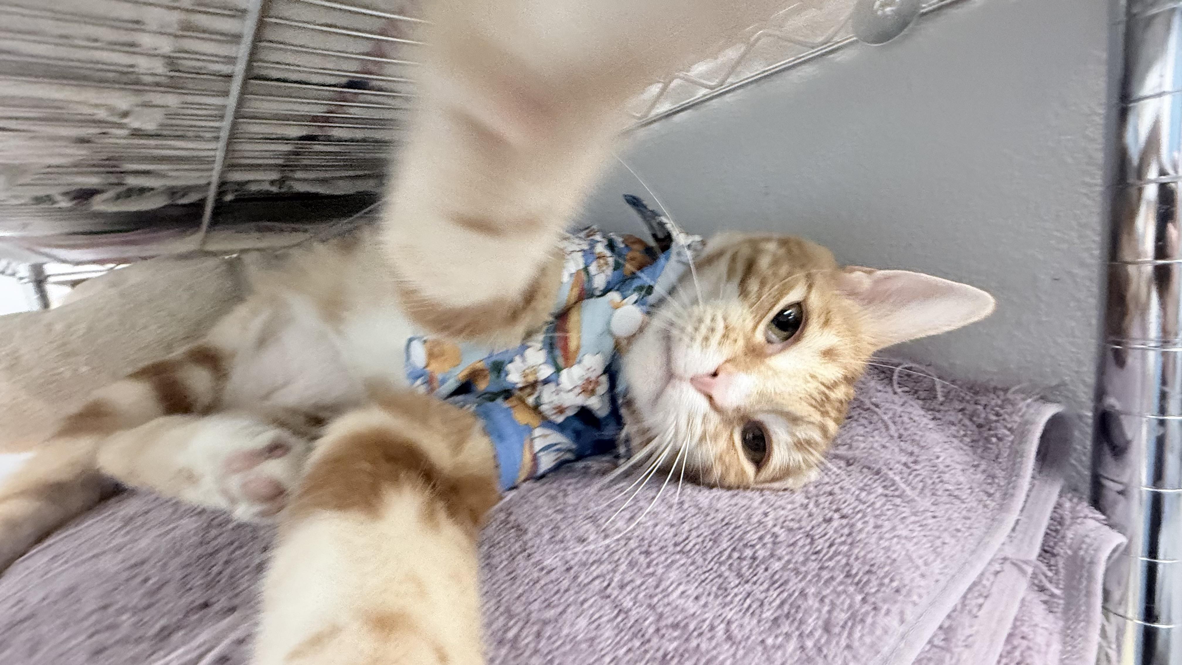 Enlarge Kelly, a ADOPTABLE Domestic Short Hair in Cathedral City, CA image 5/5