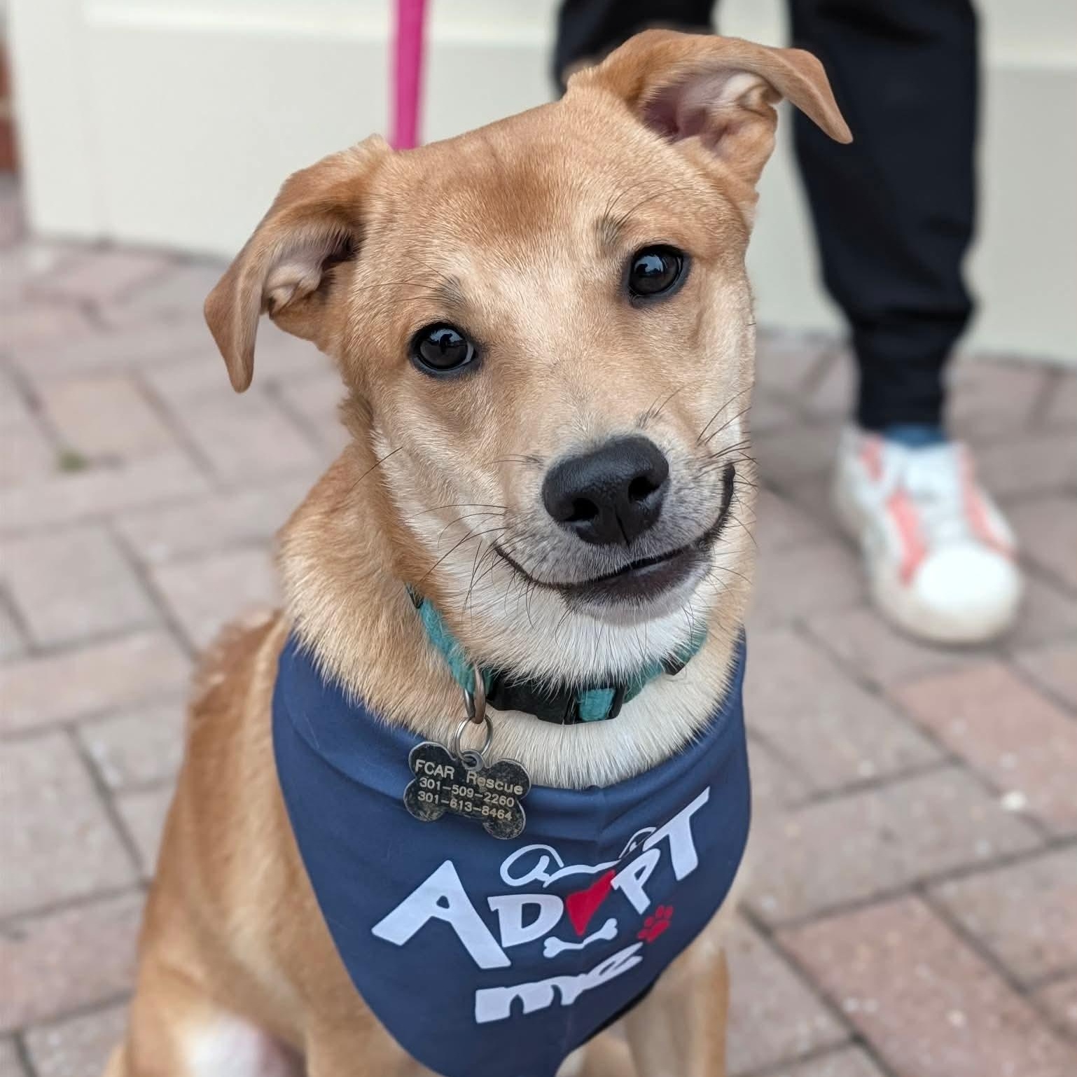 Enlarge Oakley, a Adopted mixed breed in Frederick, MD image 1/6