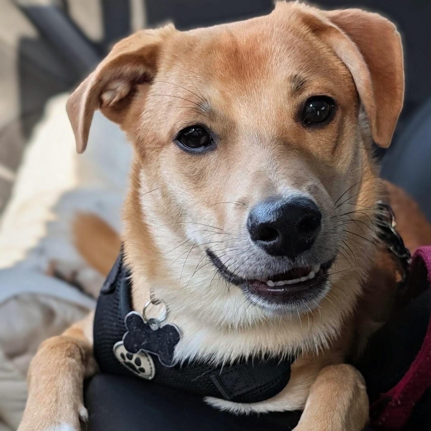 Enlarge Oakley, a Adopted mixed breed in Frederick, MD image 4/6