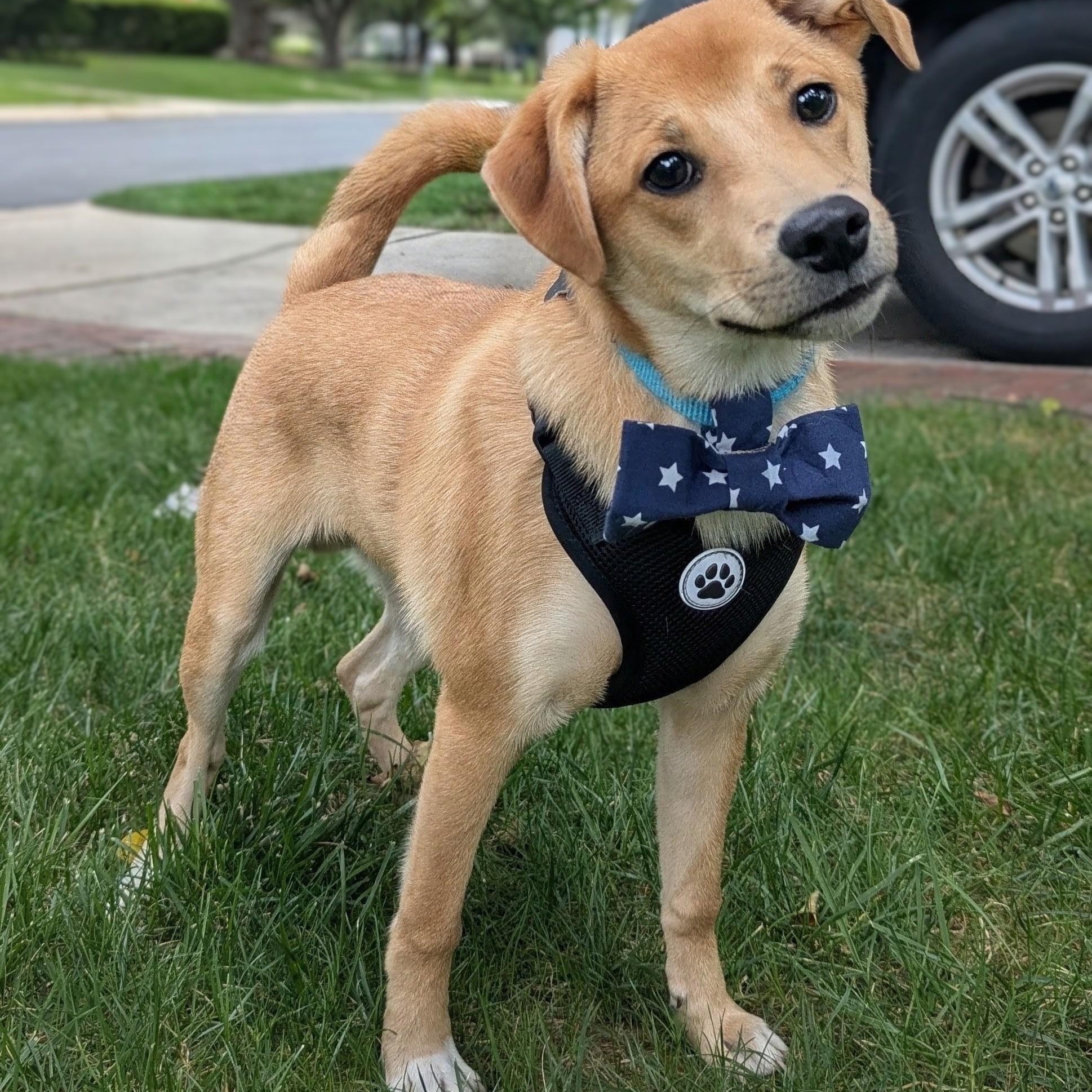 Enlarge Oakley, a Adopted mixed breed in Frederick, MD image 5/6