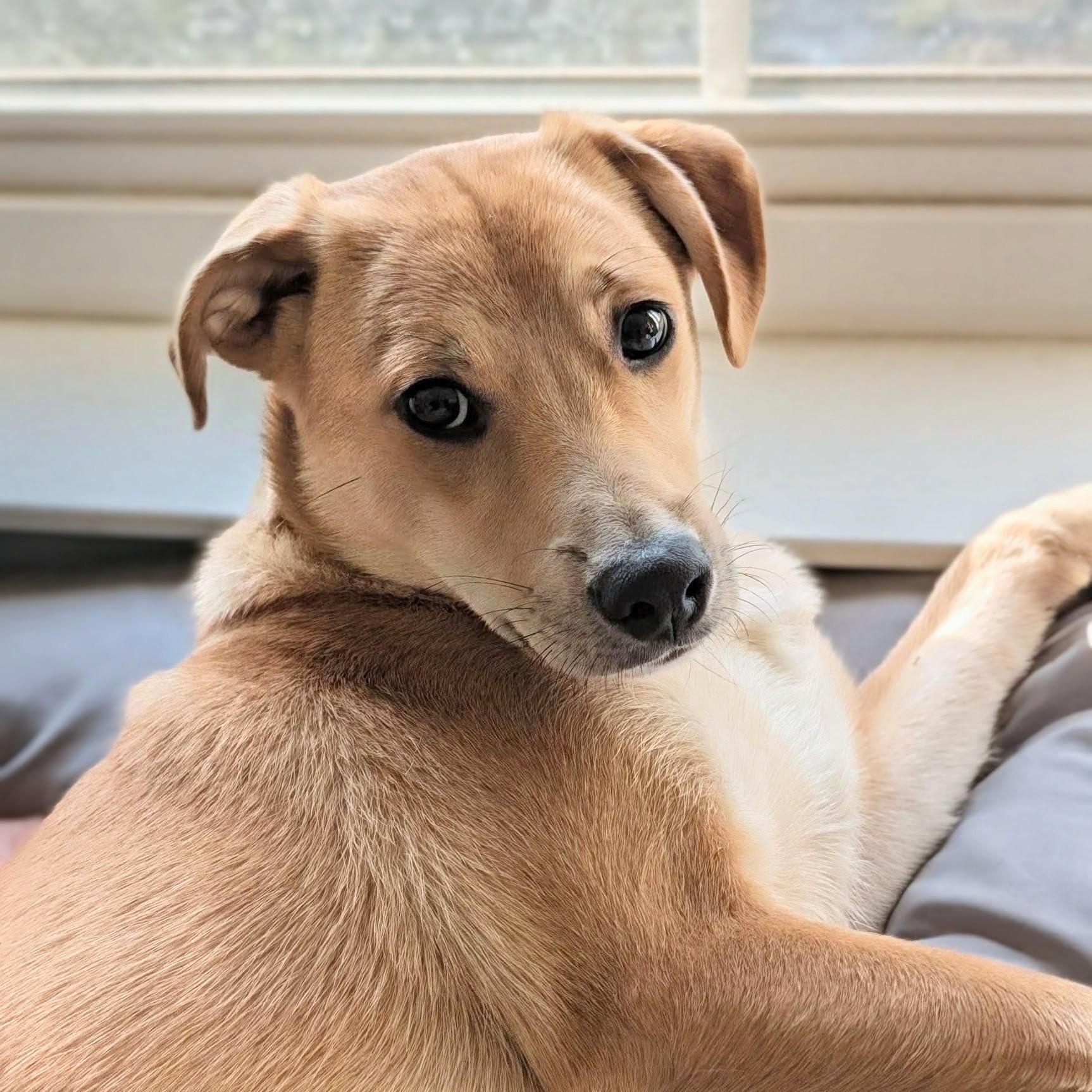Enlarge Oakley, a Adopted mixed breed in Frederick, MD image 3/6