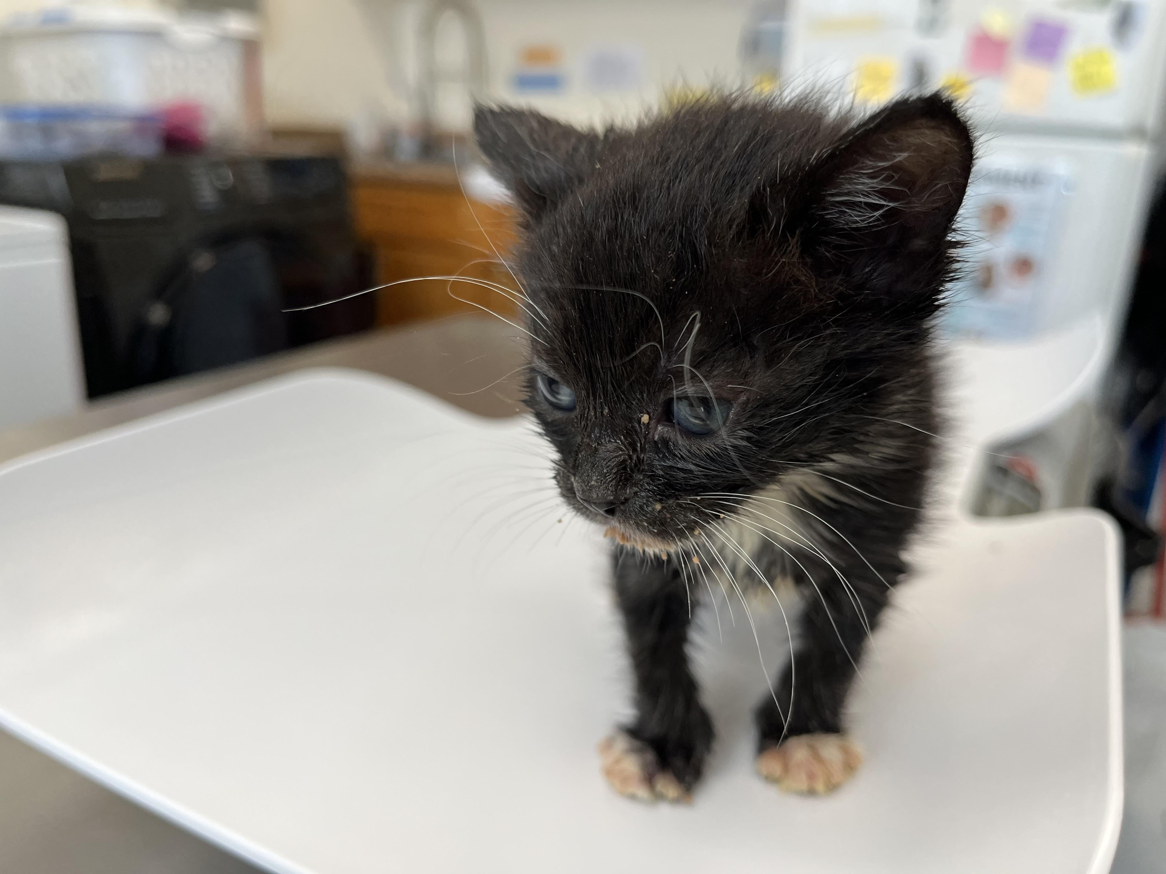 Enlarge Macademia, a Adoptable Domestic Short Hair in Honolulu, HI image 1/3