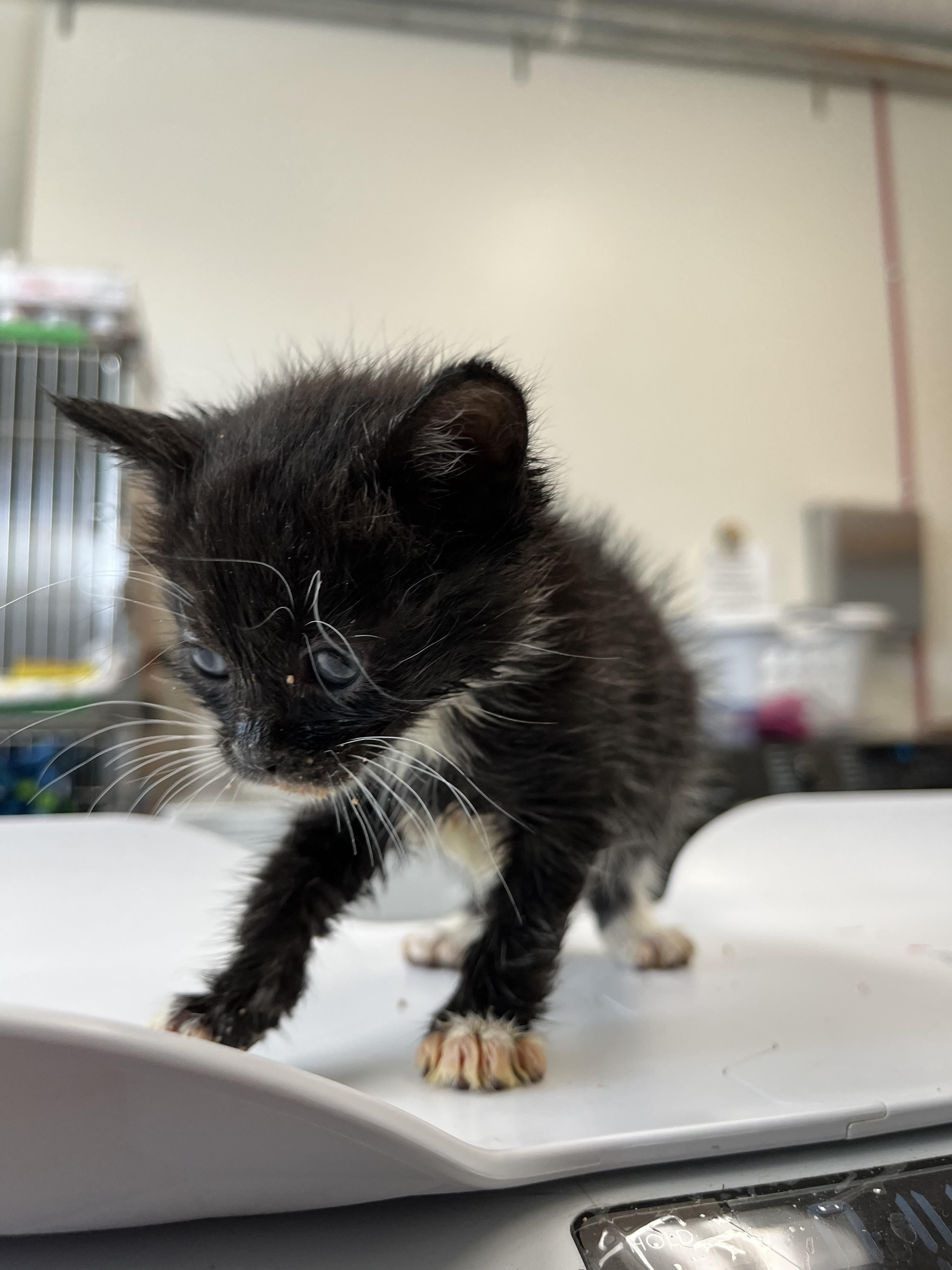 Enlarge Macademia, a Adoptable Domestic Short Hair in Honolulu, HI image 2/3
