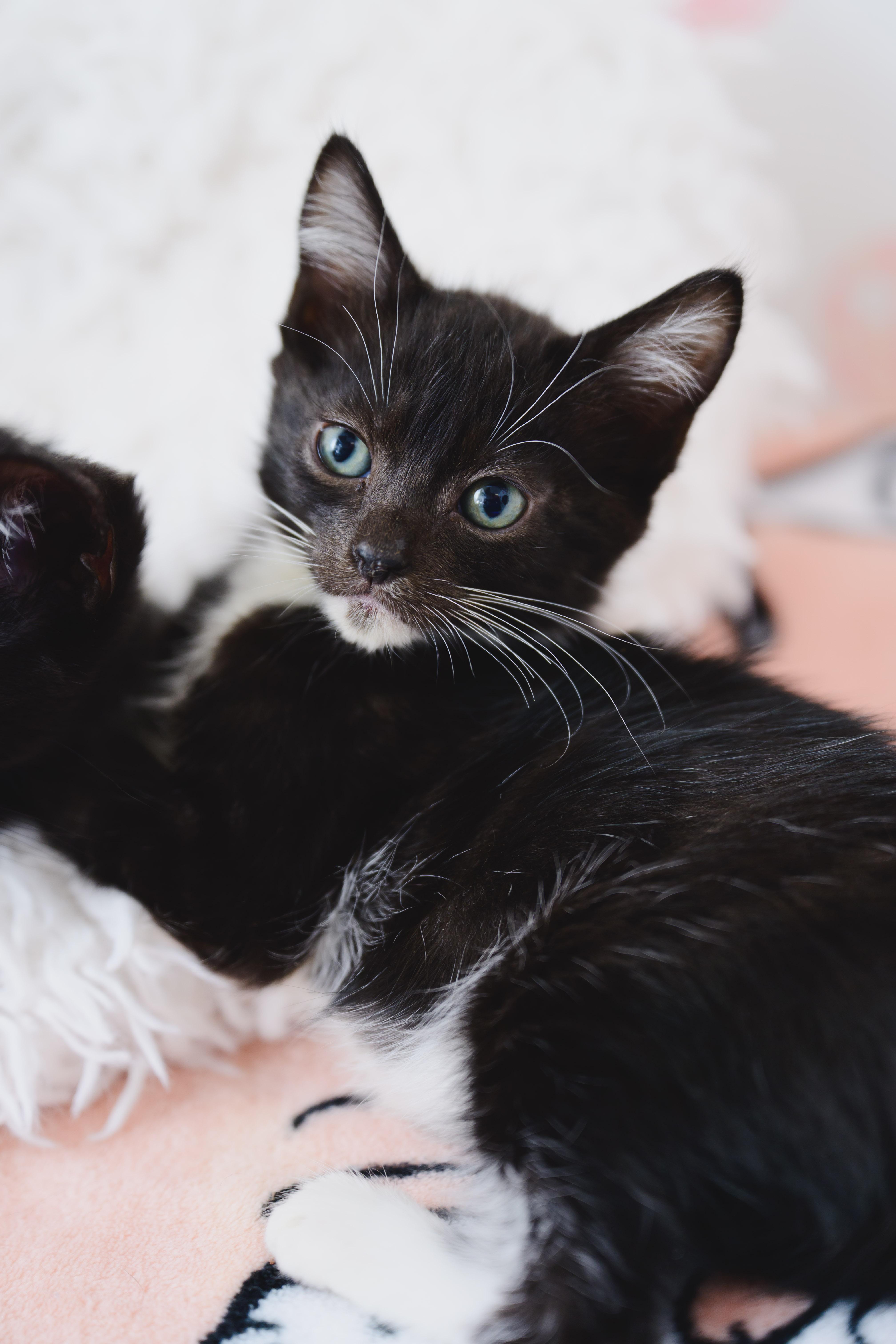Enlarge Macademia, a Adoptable Domestic Short Hair in Honolulu, HI image 3/3