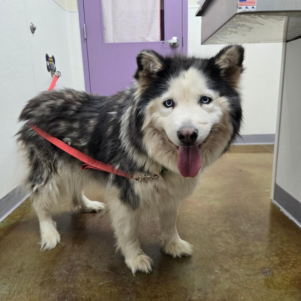 Captain Janeway, Adoptable, Adult Female Alaskan Malamute & Mixed Breed.