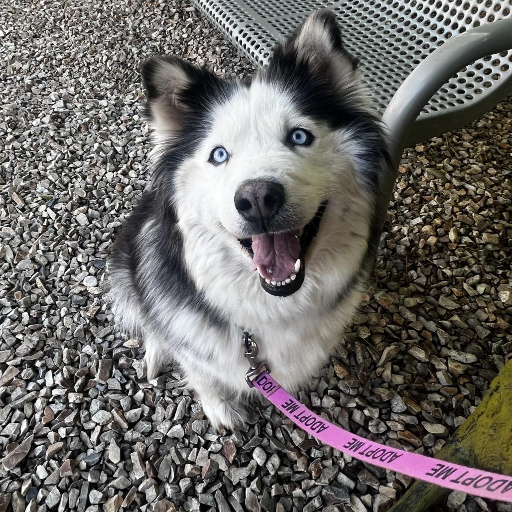 Enlarge Captain Janeway, a Adoptable mixed breed in Albuquerque, NM image 2/2