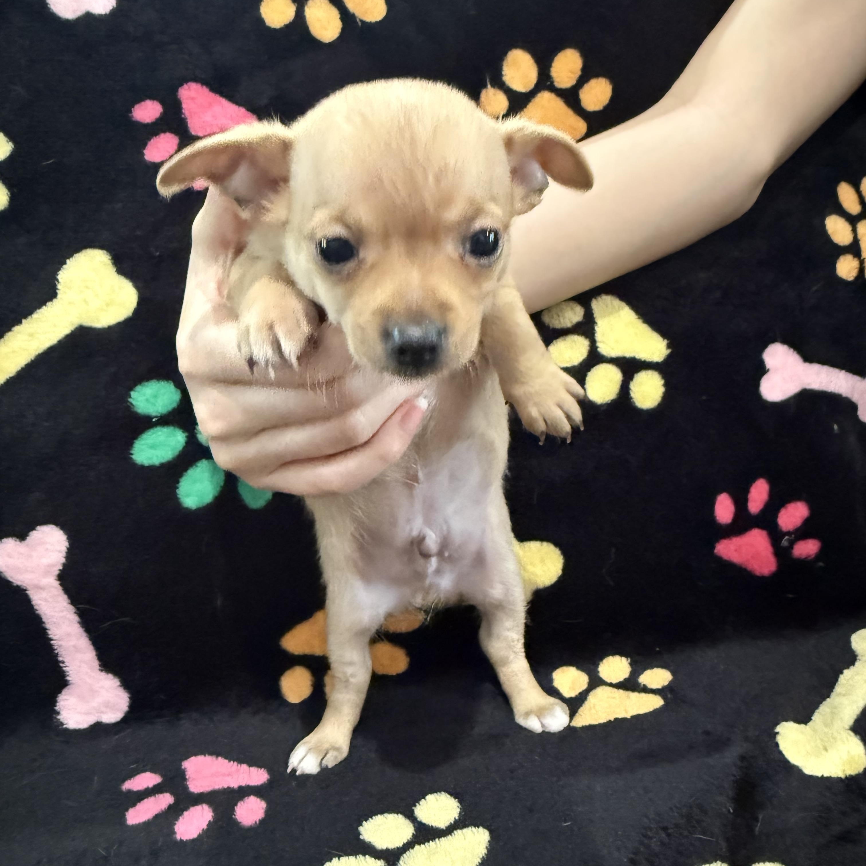 Colby Jack, Adoptable, Puppy Male Chihuahua.