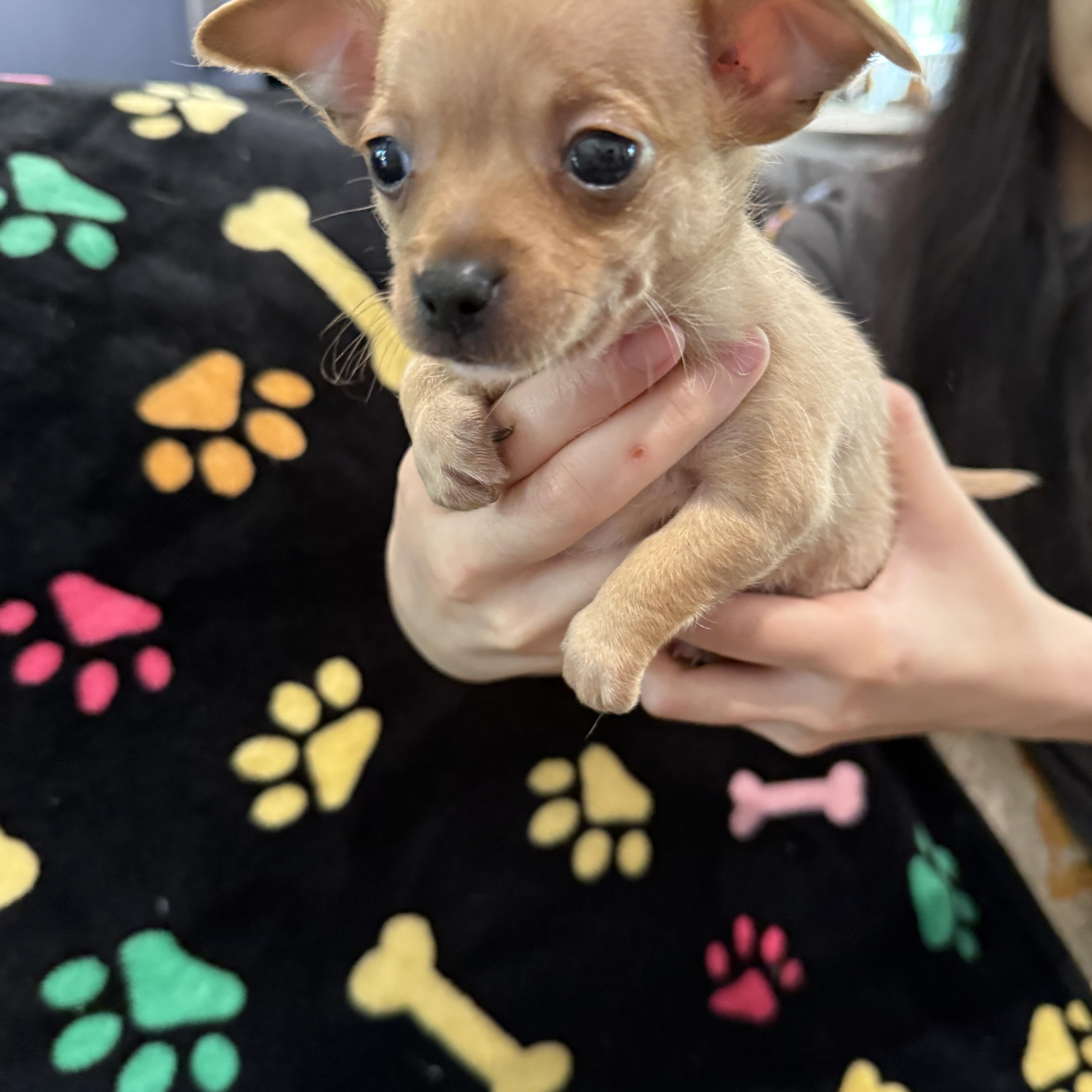 Enlarge Colby Jack, a Adoptable mixed breed in Denver, CO image 4/5