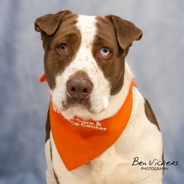 BIG K, Adoptable, Young Male Basset Hound & Mixed Breed.