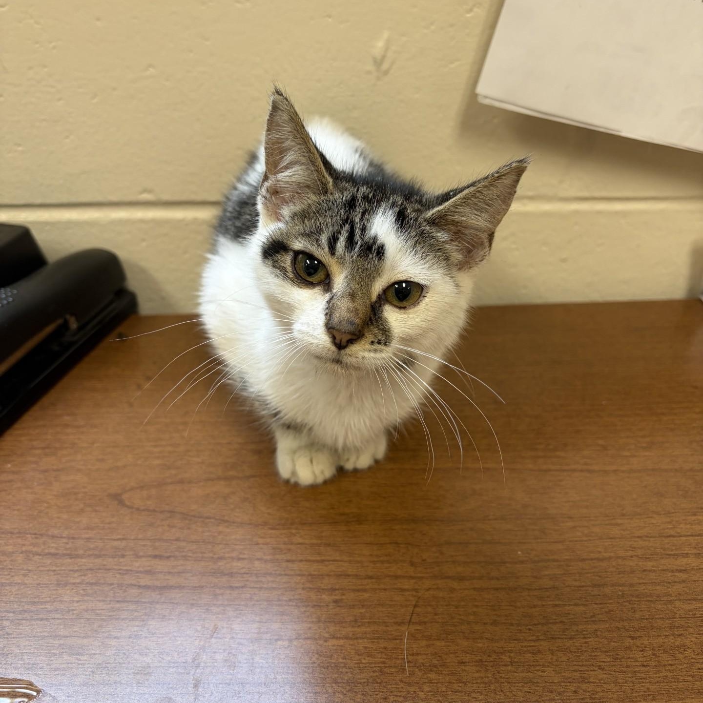 Enlarge Princess, an adoption pending Domestic Short Hair in Elberon, VA image 1/1