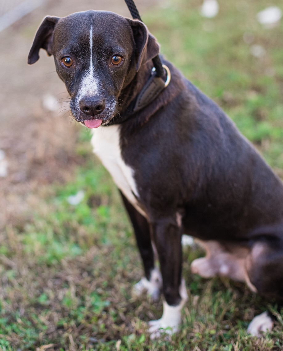 PACMAN, a Adoptable Terrier in Elizabethtown, NC image 1/6