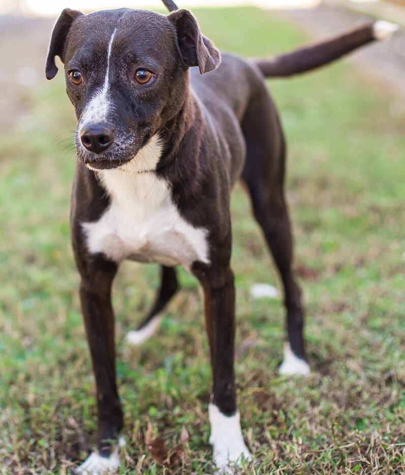 PACMAN, a Adoptable Terrier in Elizabethtown, NC image 2/6