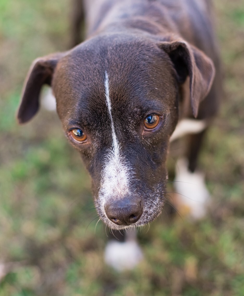 PACMAN, a Adoptable Terrier in Elizabethtown, NC image 3/6