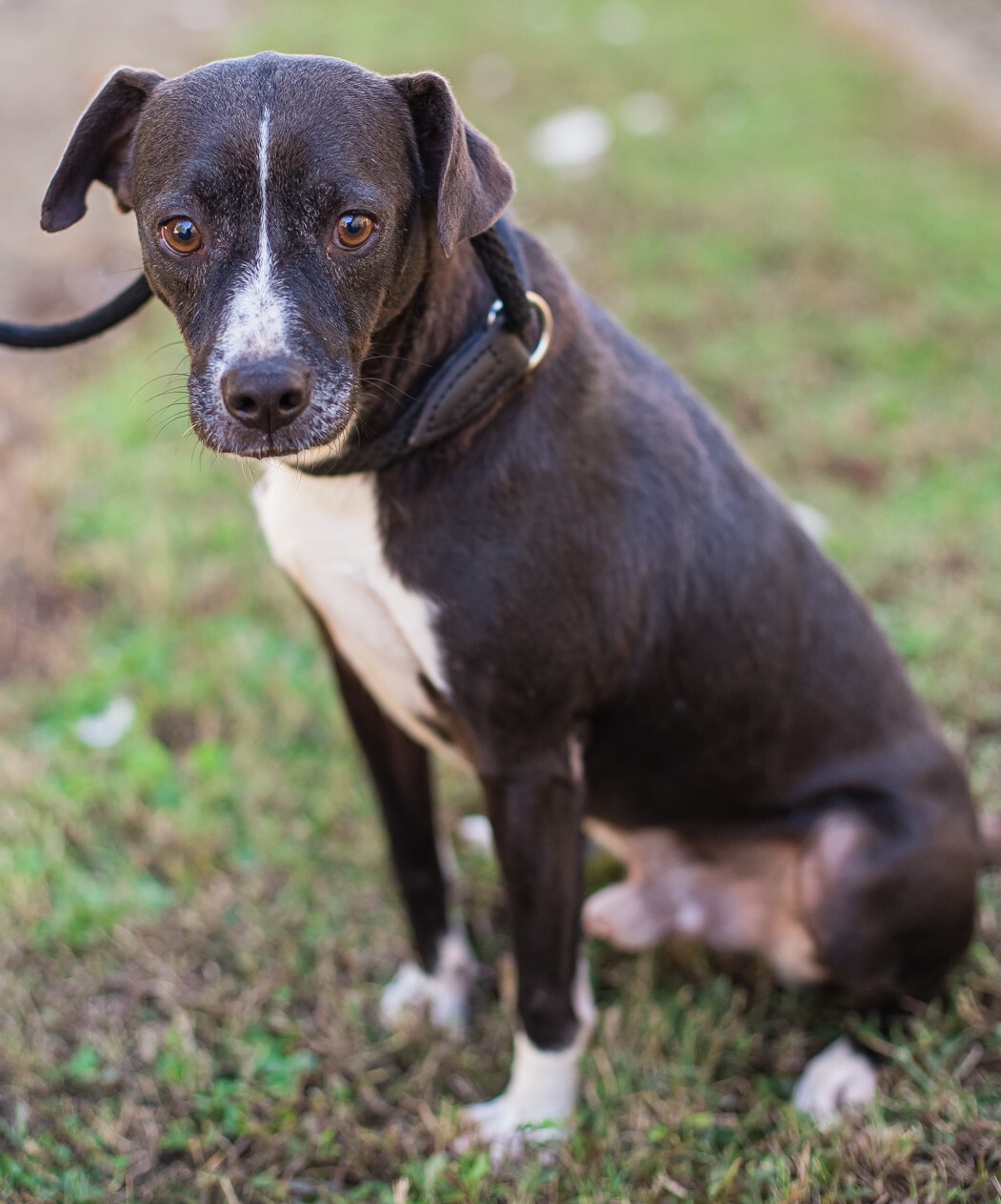 PACMAN, a Adoptable Terrier in Elizabethtown, NC image 4/6