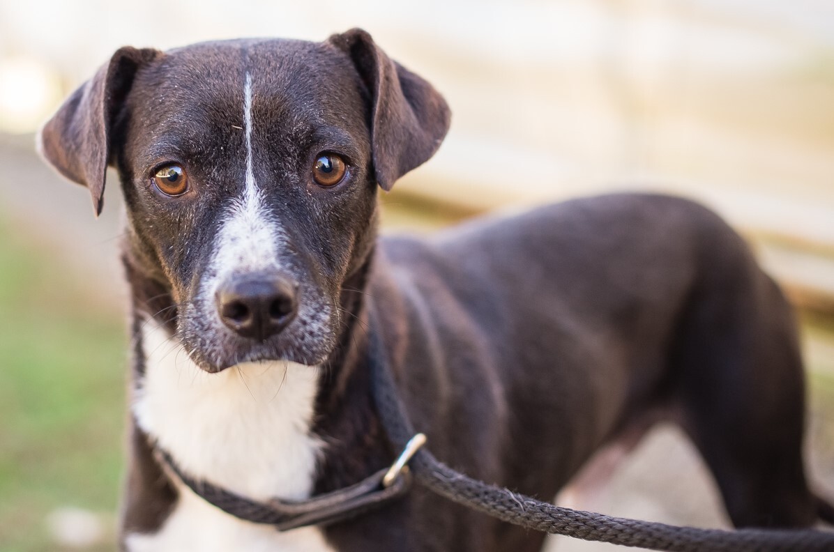 PACMAN, a Adoptable Terrier in Elizabethtown, NC image 5/6