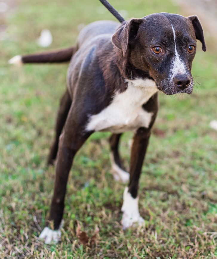 PACMAN, a Adoptable Terrier in Elizabethtown, NC image 6/6