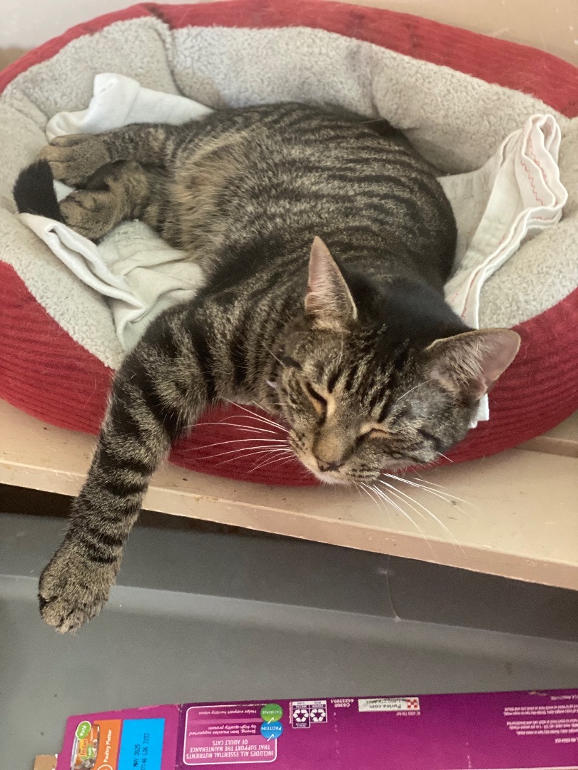 Hatch, Adoptable, Young Male Domestic Short Hair.