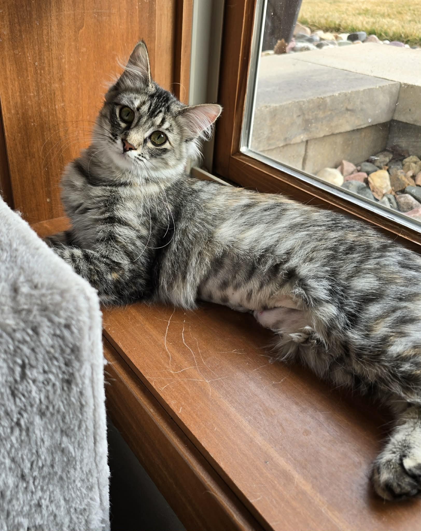 Enlarge *Kat, a Adoptable Domestic Medium Hair in Sioux Falls, SD image 4/4