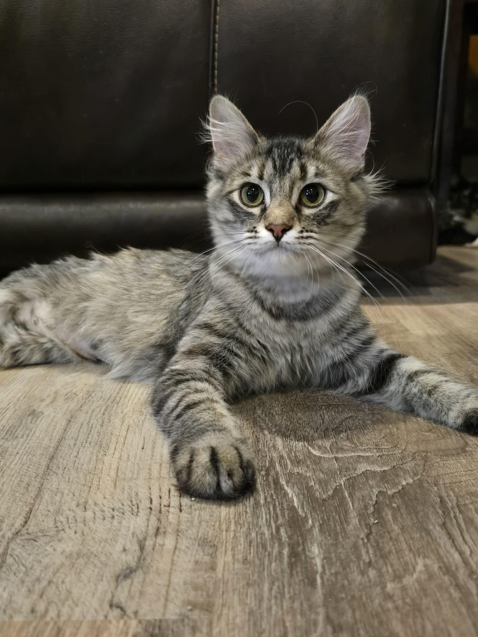 Enlarge *Kat, a Adoptable Domestic Medium Hair in Sioux Falls, SD image 1/4