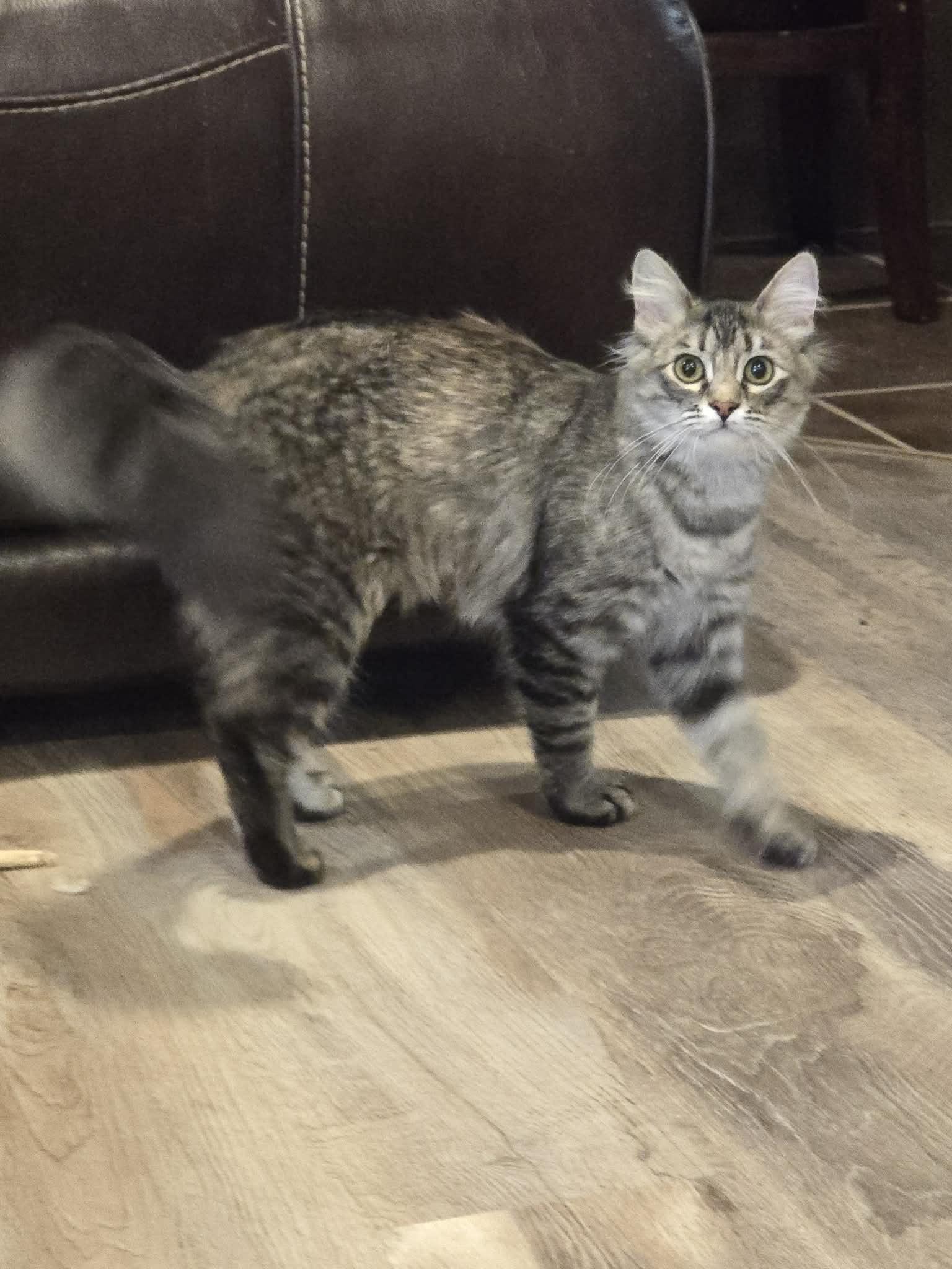 Enlarge *Kat, a Adoptable Domestic Medium Hair in Sioux Falls, SD image 3/4