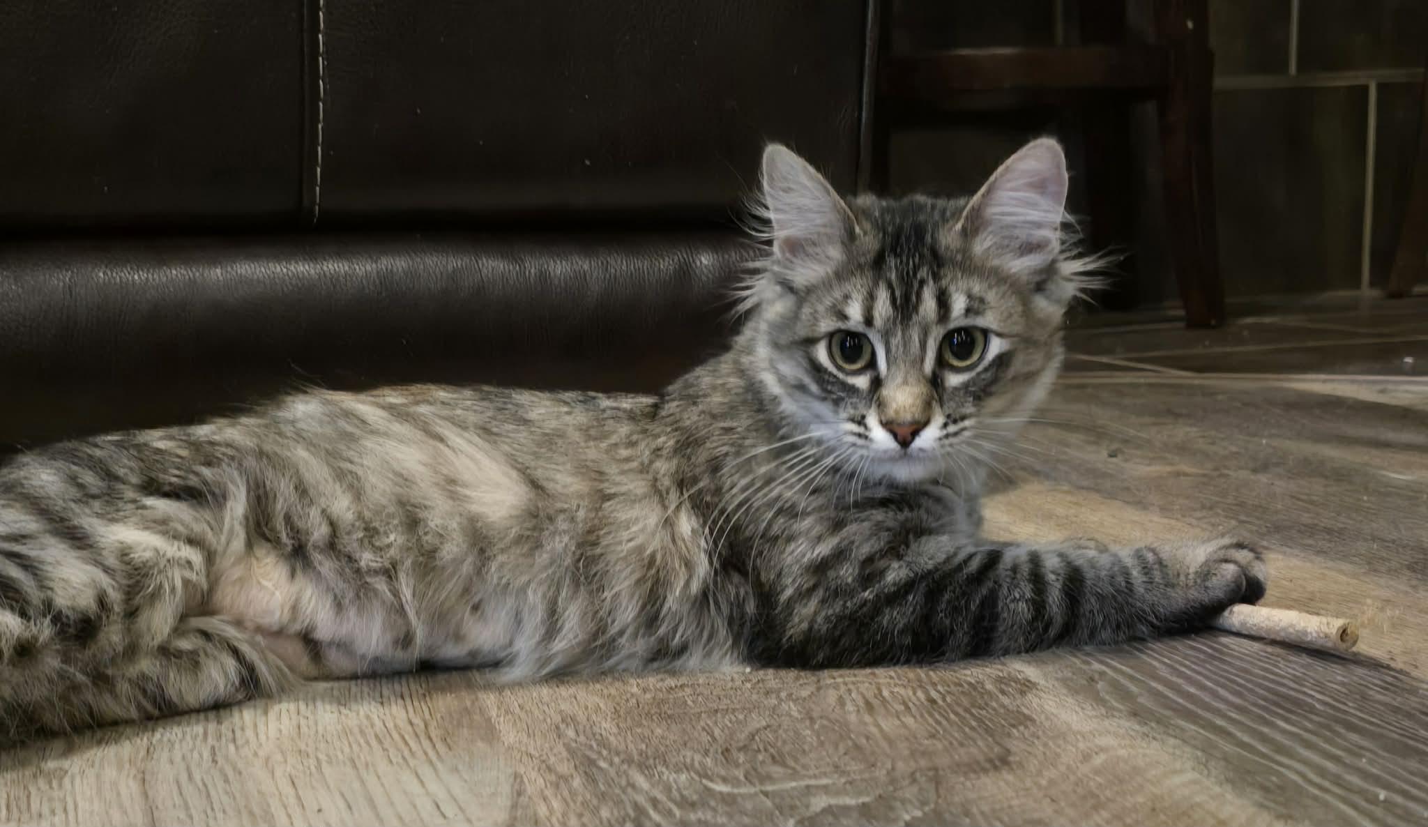 Enlarge *Kat, a Adoptable Domestic Medium Hair in Sioux Falls, SD image 2/4