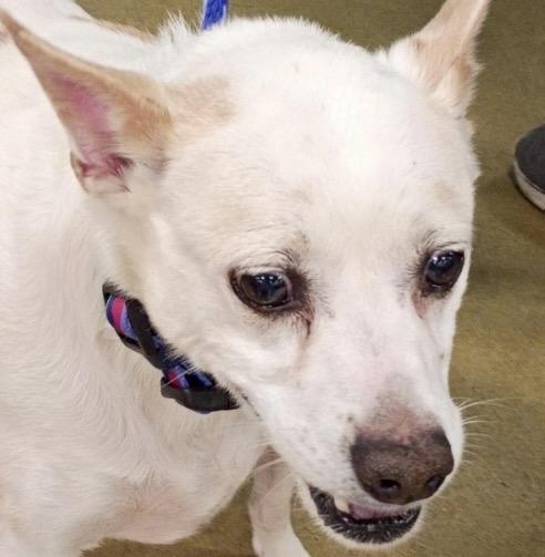 Patches - Senior JRT, ADOPTABLE, Senior Male Jack Russell Terrier.