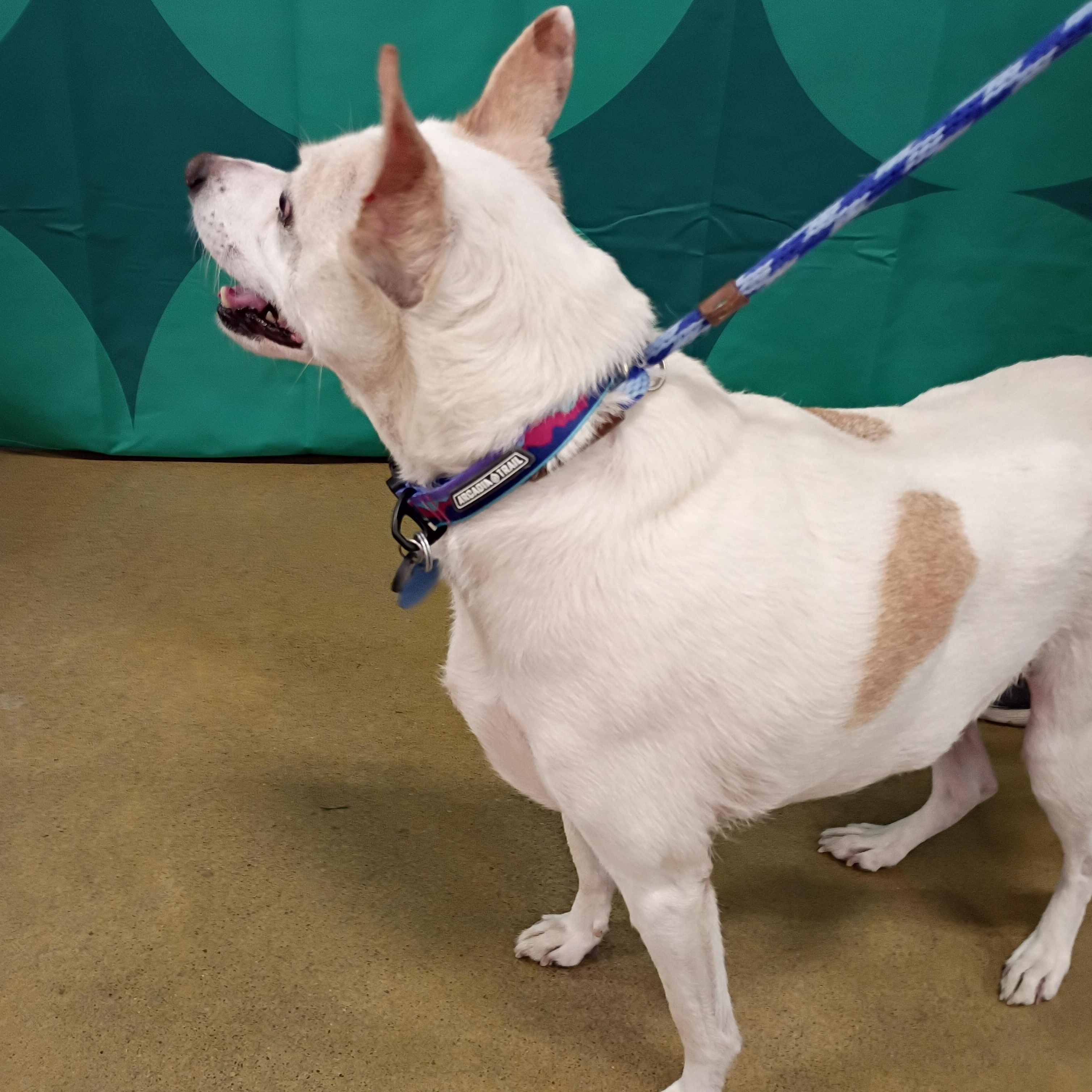 Enlarge Patches - Senior JRT, a ADOPTABLE mixed breed in Tulsa, OK image 3/4