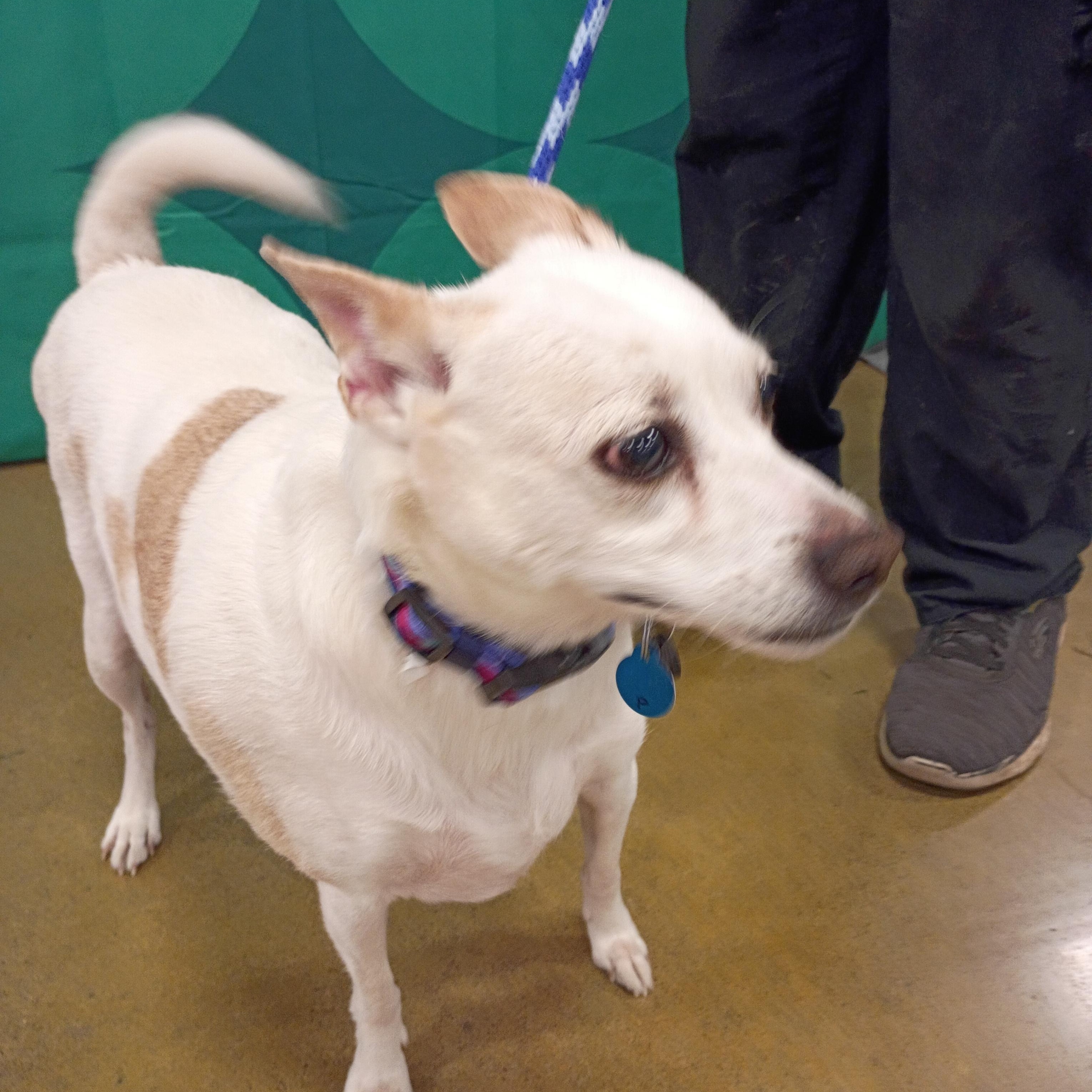 Enlarge Patches - Senior JRT, a ADOPTABLE mixed breed in Tulsa, OK image 2/4
