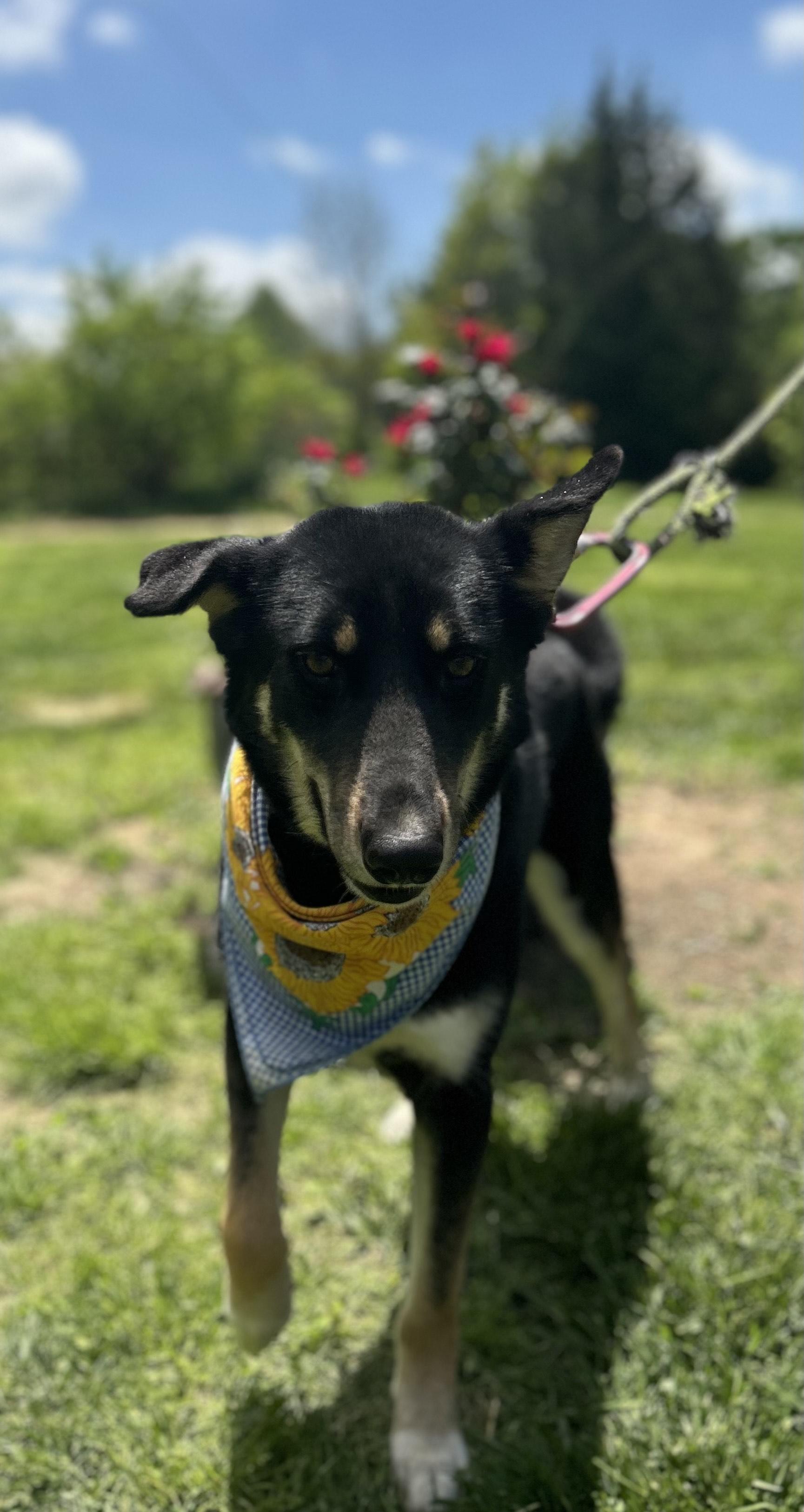 Enlarge Charlie, a Adoptable mixed breed in Scottsville, KY image 3/6